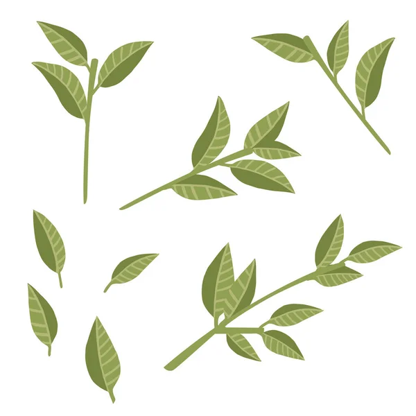 Uppsättning Gröna Blad Träd Grenar Platt Vektor Illustration Isolerad Vit — Stock vektor