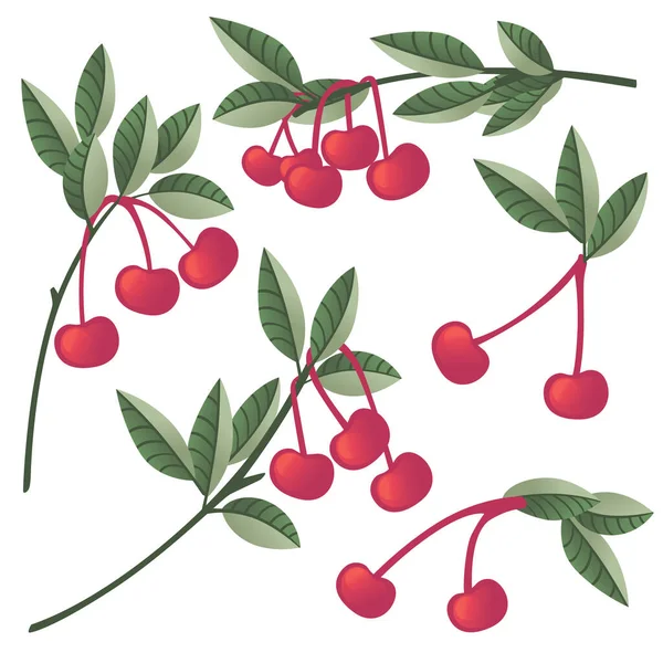 一种红色樱桃树枝条上的红色樱桃树 绿叶扁平 白色背景上的向量图孤立 — 图库矢量图片