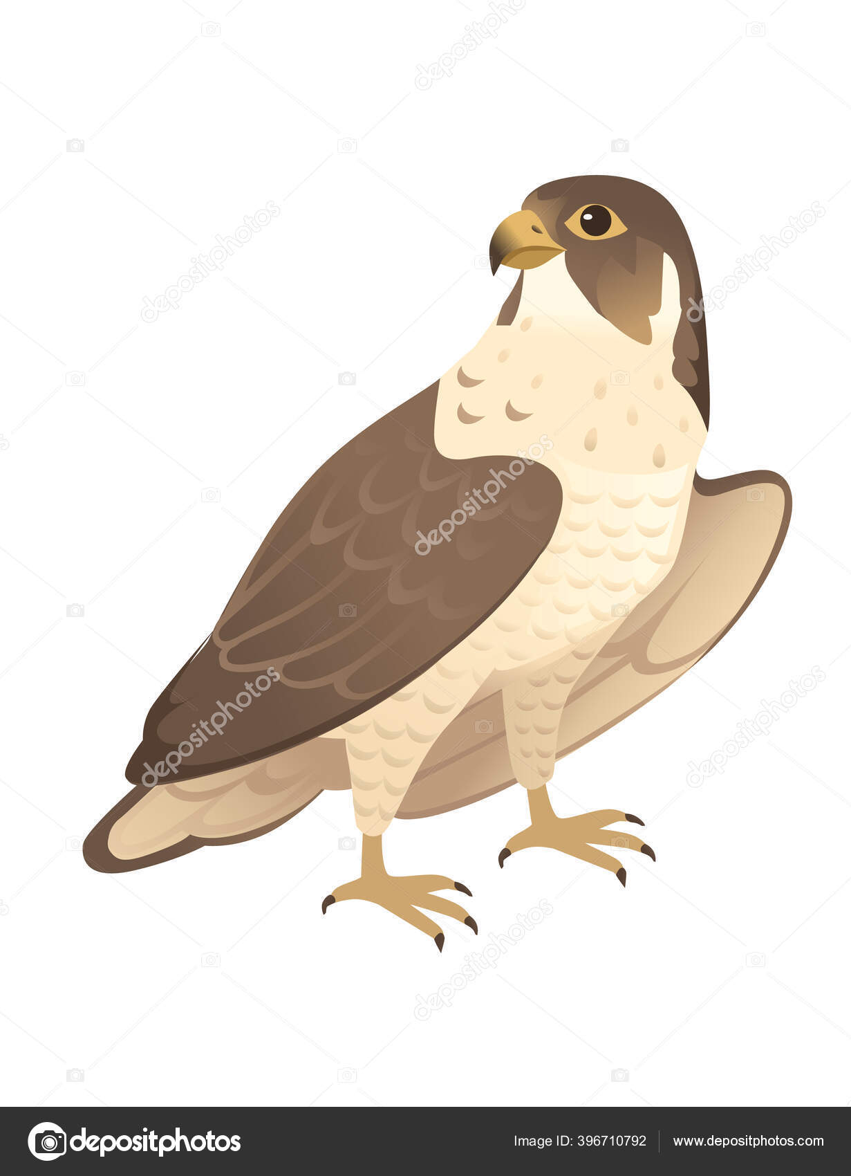 Gambar Burung Elang Kartun Crimealirik Page
