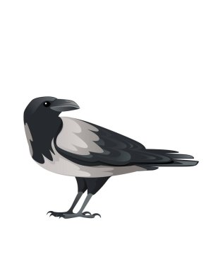 Yırtıcı kuş yetişkin siyah ve gri karga çizgi film hayvan tasarımı kuşlar yırtıcı karakter düz vektör çizimi beyaz arka planda izole.