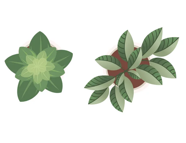 Två Hus Kruka Växter Med Gröna Blad Ovanifrån Platt Vektor — Stock vektor