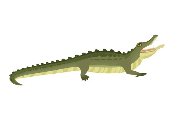 Zielony Krokodyl Charakter Duży Mięsożerny Gad Kreskówka Zwierzę Projekt Płaski — Wektor stockowy