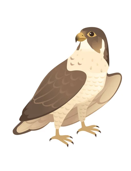 Yırtıcı Kuş Şirin Yetişkin Şahin Çizgi Film Hayvan Tasarım Kuşları — Stok Vektör