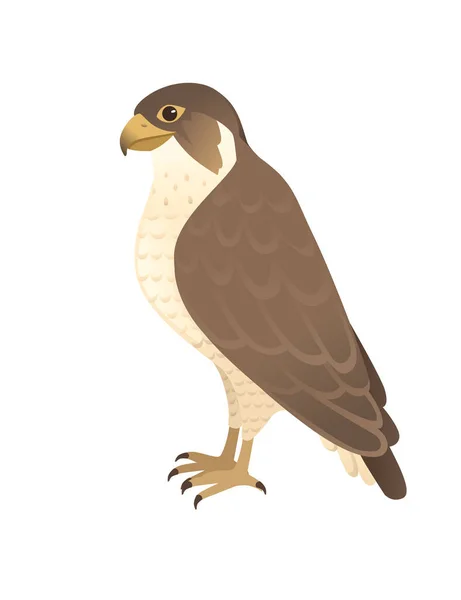 Pájaro Depredador Lindo Halcón Adulto Dibujos Animados Diseño Animal Aves — Archivo Imágenes Vectoriales