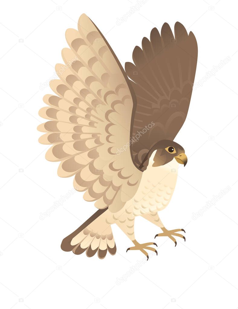 Predatory bird cute adult falcon cartoon animal design birds of prey character flat vector illustration isolated on white background.