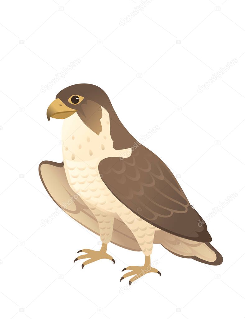 Predatory bird cute adult falcon cartoon animal design birds of prey character flat vector illustration isolated on white background.