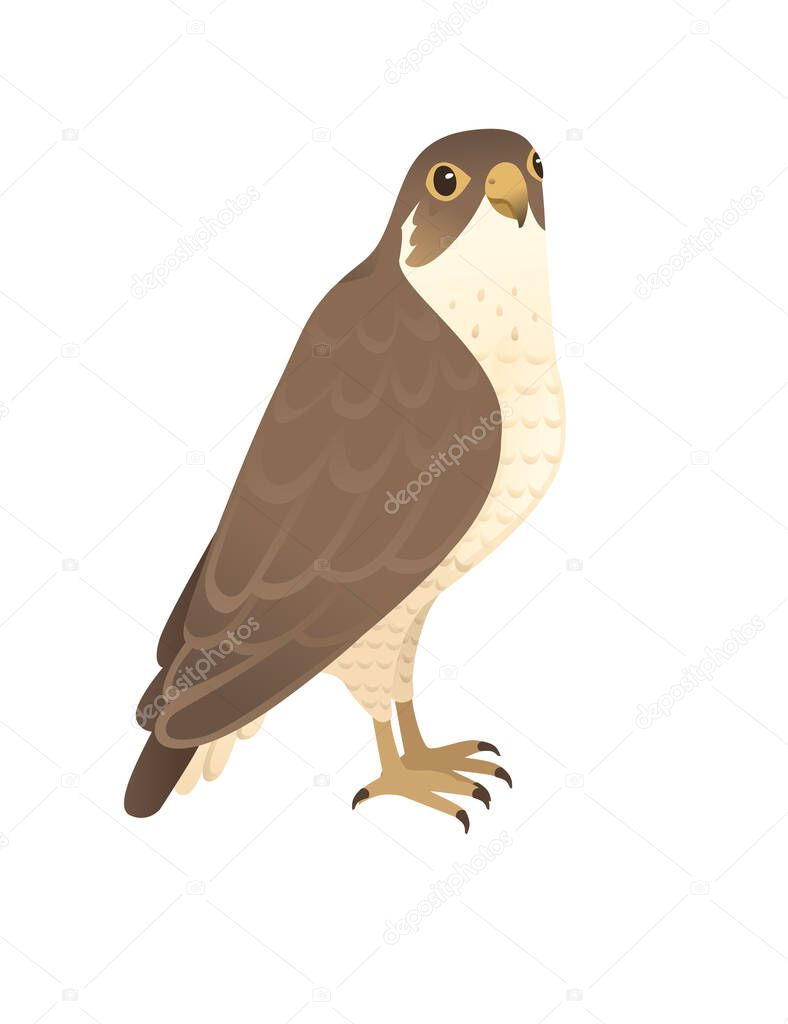 Predatory bird cute adult falcon cartoon animal design birds of prey character flat vector illustration isolated on white background.
