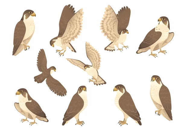 Set Roofvogels Schattig Volwassen Valk Cartoon Dier Ontwerp Vogels Van — Stockvector