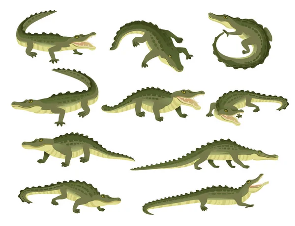 Készlet Zöld Krokodil Karakter Nagy Húsevő Hüllő Rajzfilm Állat Tervezés — Stock Vector