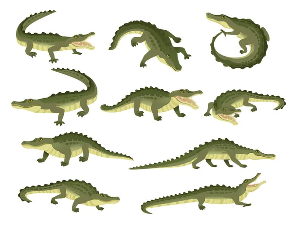 Ensemble Crocodile Vert Personnage Gros Carnivore Reptile Dessin Animé Animal — Image vectorielle