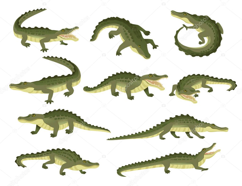 Set of green crocodile character big carnivore reptile cartoon animal design flat vector illustration isolated on white background.