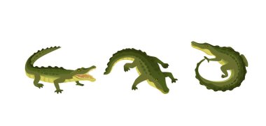 Yeşil timsah seti. Çeşitli pozlarda üç timsah. Dişleri, yürüyüşü ve sarmalanmış pozisyonu gösteren açık bir ağız. Çizgi film tarzı pullu ve sarı göbekli sürüngenler. Beyaz üzerine vektör illüstrasyonu.