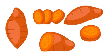 Turuncu havuç koleksiyonu ve detaylı iç desenli dilimlenmiş mermiler. Sağlıklı yemek ve beslenme için taze sebze kökü. Vektör illüstrasyonu beyaz arkaplanda izole edildi.