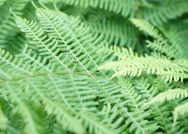       Eğreltiotu yaprakları arka plan. Yeşil tropikal orman yaprakları ile desen.                          