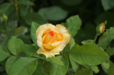 Bahçede yeşil zemin üzerine sarı gül.