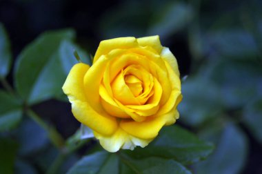 Yağmur damlaları ile bahçede yeşil zemin üzerine sarı gül