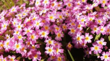 Şehir Parkı yakın çekim pembe küçük çiçekler.