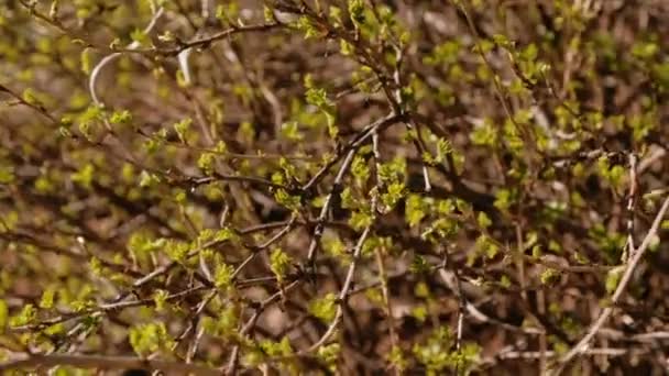 De bloei van de bladeren op de takken van de wilde roos lente. Close - up van takjes en blaadjes. — Stockvideo