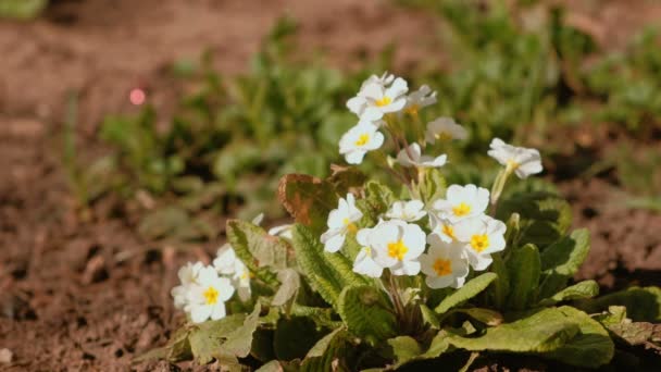 Piccoli fiori bianchi nel parco primo piano . — Video Stock