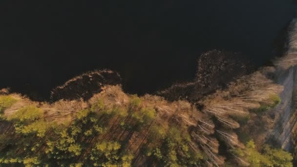 Мальовничий Краєвид Берегом Річки Лісом Літаюче Відео Вид Зверху — стокове відео