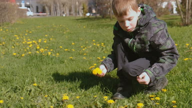 Bahar Şehir Park'ın bahçesinde dandelions çocuk toplar.