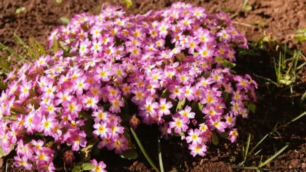 Pink small flowers close-up. — Stock Video