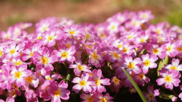 핑크 작은 꽃 공원 근접. — 비디오