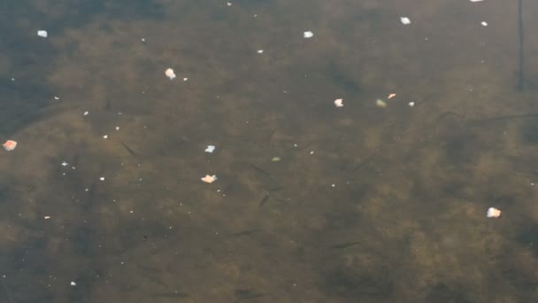 Ikan di kolam makan roti . — Stok Video