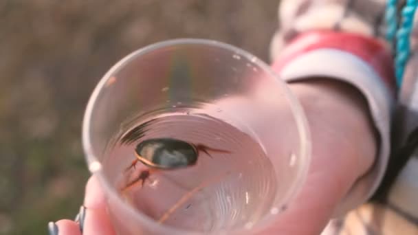 Water beetle on plastic glass in womans hand. — Stock Video