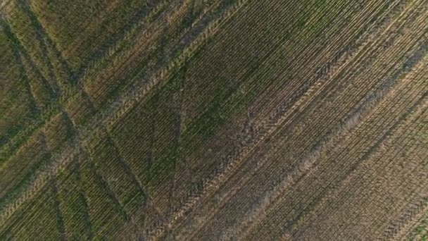 Vlucht boven groene velden bij zonsondergang lente, panoramische luchtfoto — Stockvideo