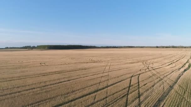 Voo acima do campo amarelo início da primavera, vista panorâmica aérea . — Vídeo de Stock