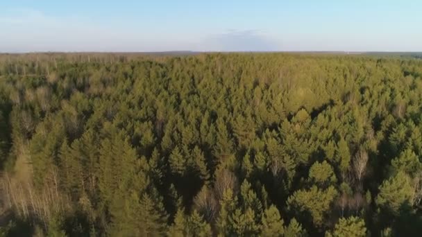 Vlucht boven groen bos vroege voorjaar, panoramische luchtfoto. — Stockvideo