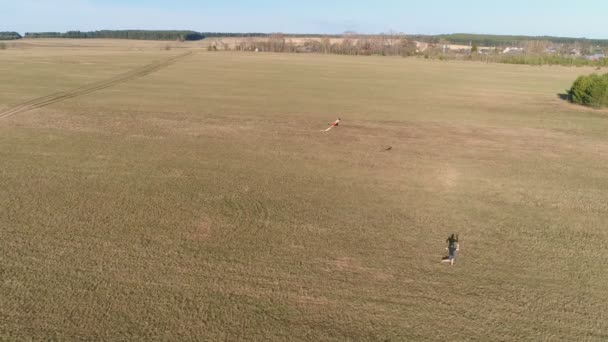 Genç adam bir uçurtma başlattı ve onunla tarlada çalışır. Havadan panoramik görünümü. — Stok video