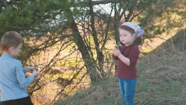 Junge pflückt trockene Blumen und gibt sie dem kleinen Mädchen. schöner Sonnenuntergang in der Natur im Frühling. — Stockvideo