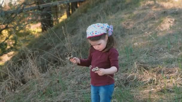 Pequena menina bonito escolhe flores secas na montanha . — Vídeo de Stock