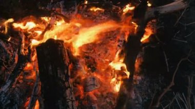 Kuru dallar ateş yanan orman yakın çekim.