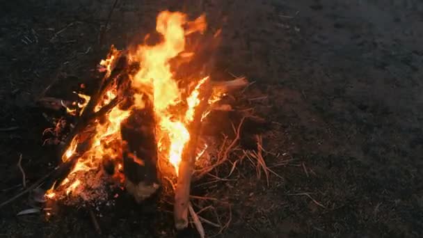 Brandend vreugdevuur van droge takken in het bos-close-up. — Stockvideo
