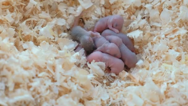 Los ratoncitos recién nacidos son ciegos en el nido . — Vídeos de Stock