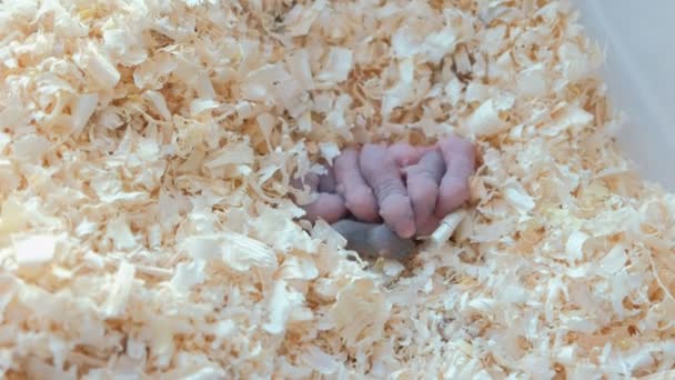 Newborn little mice are blind with their mom in the nest. — Stock Video