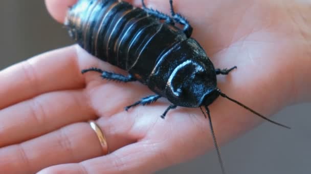 Man van Gromphadorhina portentosa de Sissende kakkerlak, een van de grootste soorten Madagaskar kakkerlak. Zit aan de kant van de dames. — Stockvideo