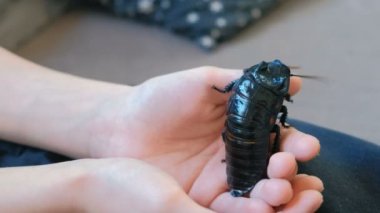 Gromphadorhina portentosa tıslayan hamamböceği Madagaskar hamamböceği en büyük türlerinden biri erkek. Çocuklar el üzerinde oturur.
