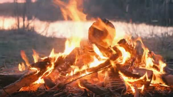 Burning bonfire of dry branches in the forest in riverbank close-up. — Stock Video