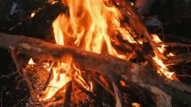 Brandend vreugdevuur van droge takken in het bos-close-up. — Stockvideo