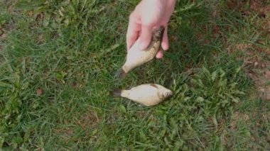 Balıkçı balık gördüğü. Çimenlerin üzerinde beş küçük sazan. Eller yakın çekim.