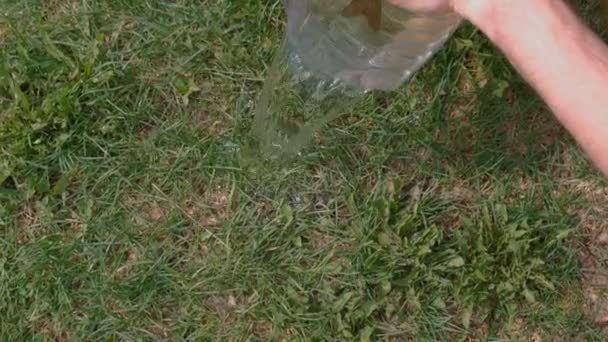 Mann schüttet Wasser mit Karpfenfischen aus Plastikgeschirr ins Gras. — Stockvideo
