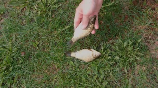 Le pêcheur considère le poisson. Cinq petites carpes sur l'herbe. Gros plan des mains . — Video