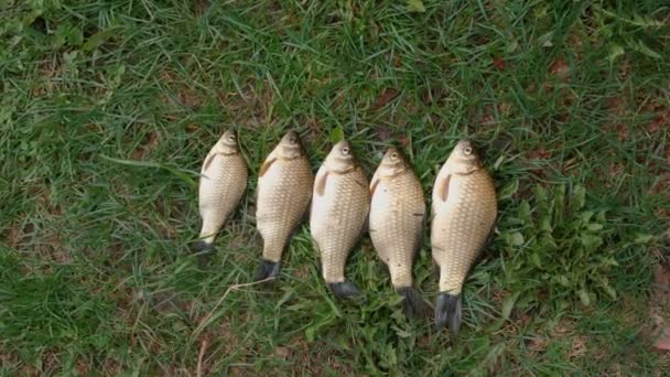 Pět malých čerstvé ryby kapři na trávě. — Stock video
