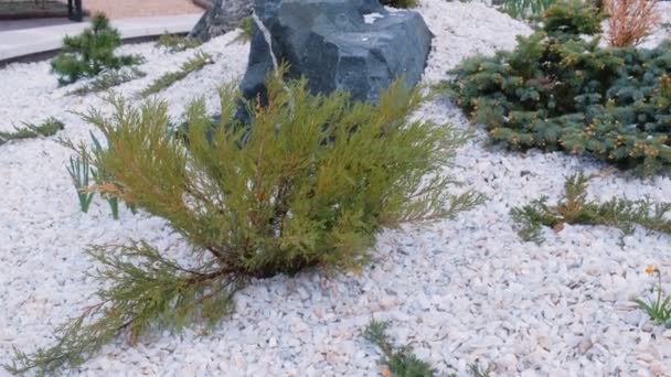 Hermoso diseño de paisaje con piedras blancas y negras y flores amarillas . — Vídeos de Stock