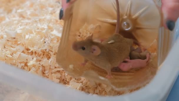 Мышь кормит своего новорожденного детеныша молоком в пластиковом домике в террариуме . — стоковое видео