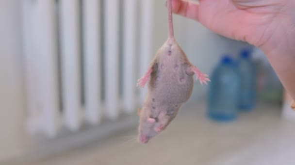 Big fat grey mouse in womans hand. Woman holds the mouse by the tail. — Stock Video